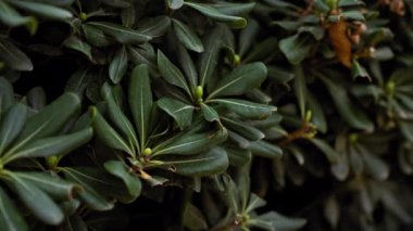 Kermes meşesi olarak bilinen quercus coccifera 'nın Murcia, İspanya' daki doğal habitatında yakın çekim.