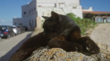 Gelibolu, puglia, İtalya 'nın güneşli sokaklarında, arka planda klasik İtalyan mimarisi ve park edilmiş arabaları olan taştan bir duvarda uzanan rahat, siyah bir kedi..