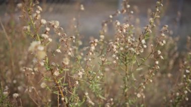 Doğal bir murcia 'daki vahşi bir bitkinin kuru tohum başları, İspanya habitatı, sonbahar boyunca Flora' nın detaylarını gözler önüne seriyor..