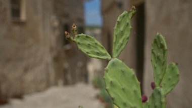 Arka planda bulanık antik taş binalar bulunan, maddenin, bazilikanın, İtalya 'nın dar bir geçidinde bulunan yeşil dikenli bir armut kaktüsünün yakın çekimi.