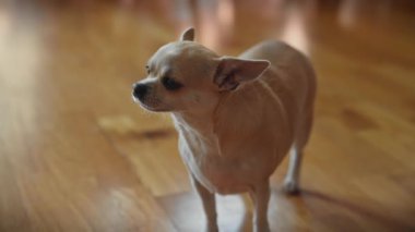 Küçük bir chihuahua köpeği, ahşap bir zeminde dikkatlice duruyor, merak ve tetikte..