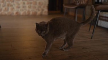 Yoğun bakışlı bir Chartreux kedisi ahşap zeminde yürür..