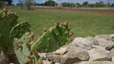 Puglia, İtalya 'da kayalık bir arazide çiçek açan opuntia kaktüsünün yakın çekimi, açık mavi gökyüzünün altında yeşilliklerle çevrili, canlı doğal manzarayı gözler önüne seriyor..