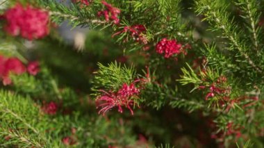 Puglia, Güney İtalya 'da, sıcak güneş ışığı altında yetişen pembe kırmızı çiçekli canlı bir grevillea rosmarinifolia' nın detaylı bir yakın çekimi..
