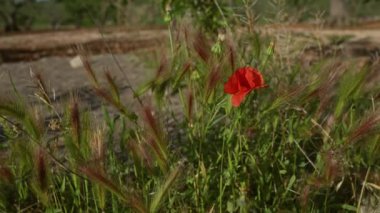 Puglia, İtalya 'da canlı kırmızı papaver rhoeas gelinciği kırsal alandaki yabani otlar arasında çiçek açar..