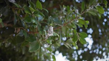 Bir quercus Suber ya da mantar meşesi yakın plan, karakteristik yaprakları ile ve çiçek catkins Murcia, İspanya, açık hava.