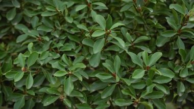 Akdeniz fundalığının yoğun yeşil yaprakları, muhtemelen Myrtus Communis, Murcia 'da gelişiyor, İspanya' nın kıyı çevresi..