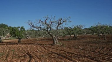 Puglia, İtalya 'da, açık mavi gökyüzünün altında, ekilmiş bir tarlada bulunan antik zeytin ağaçları bölgenin tarihi tarım ve manzaralı tarım arazilerini gözler önüne seriyor..