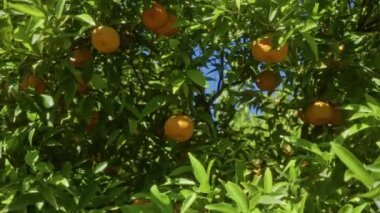 Güneşli bir günde, İtalya 'nın Puglia şehrinde yemyeşil yaprakların arasında olgunlaşmış meyvelerle bir mandalina ağacının açık hava görüntüsü..