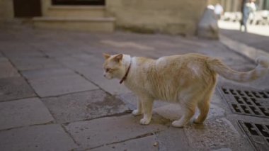 Bir kedi kaldırım taşı caddesinde geziyor, şehir merkezini ve eski mimariyi gösteriyor.