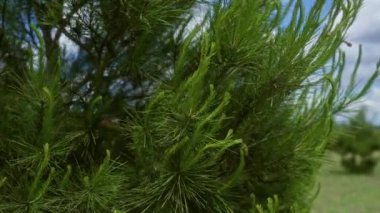 İtalya 'nın Puglia kentindeki bir ormanda açık mavi gökyüzünün altında yetişen yemyeşil aleppo pinus halepensis yaprakları..