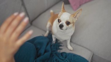 Kapalı bir koltukta oturan bir kadın ve elinde bir chihuahua köpeği merakla eline bakıyor..