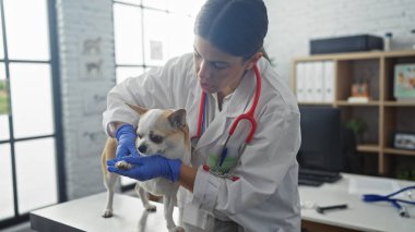 Genç İspanyol bir veteriner veteriner veteriner veteriner, veteriner kliniğinde bir chihuahua köpeğini muayene ediyor..