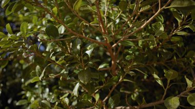 Murcia, İspanya 'da canlı yaprakları ve güneş ışığı altında dokulu dalları gösteren yeşil bir bitkinin yakın çekimi..