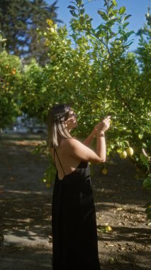 Siyah elbiseli genç İspanyol kadın, yemyeşil limon ağaçları ve parlak güneş ışığıyla çevrili bir İtalyan çiftlik bahçesinde meyve topluyor..