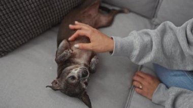 Bir kadın, rahat bir chihuahua 'yı evcil hayvan gibi evdeki bir kanepede sırt üstü uzanmış, arkadaşlığı ve ev rahatlığını resmediyor..