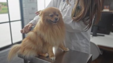 Klinikte, veteriner bir kadın pomeranian köpeğini kapalı bir masada fırçalar..