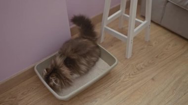 Yumuşak bir kedi, ahşap bir zeminde, rahat bir oturma odasında, pastel mor bir duvarı ve yakınındaki beyaz bir dışkısı olan kum kabını kullanıyor..