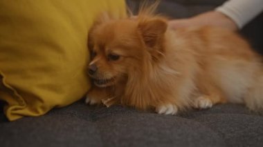Pomeranya köpeği gri bir kanepede dinlenir, bir kadının elinin kısmi görüntüsü onu okşar, rahat bir oturma odasında..