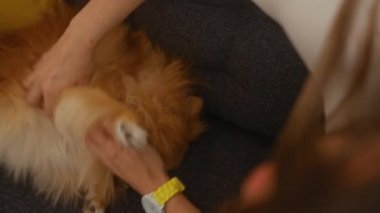 Genç bir kadın, rahat bir oturma odasında kanepede otururken pomeranian köpeğini okşuyor. Kapalı alanda bir bağ ve rahatlama anı..