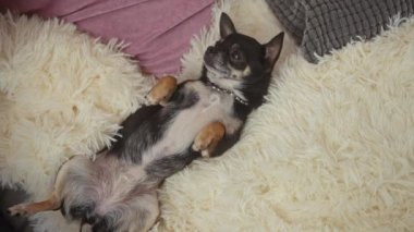 İki chihuahua, rahat bir evde, yastıklarla pofuduk bir halıda oynuyorlar..