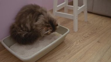 Yumuşak bir kedi, ahşap döşemeli, rahat bir ev ortamında, kedinin doğal davranışını ön plana çıkaran, pembe bir duvarın yanındaki beyaz tabureyi kullanıyor..