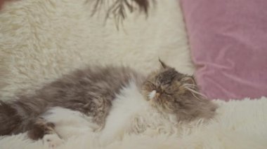 Bir kadın rahat bir oturma odasında uzanırken kedisine tüyle sataşıyor..