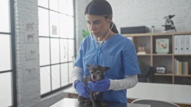 Mavi veteriner önlüklü genç bir İspanyol kadın klinik muayene masasında bir chihuahua köpeğini muayene ediyor..