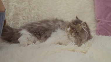 Genç Çinli bir kadın kapalı bir salonda tüylü bir Pers kedisini öpüyor, rahat bir oturma odasında, sıcaklığını, sevgisini ve rahatlığını gösteriyor..