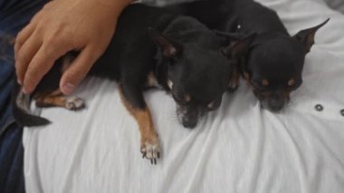 Bir adam iki uyuyan chihuahuayı nazikçe kucağında dinlenirken evcilleştiriyor..
