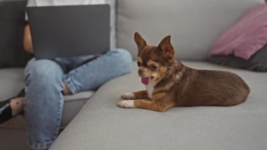 Genç bir kadın evdeki şirin bir Chihuahua 'nın yanındaki kanepede otururken dizüstü bilgisayar kullanıyor..