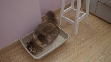 Yumuşak bir kedi, ahşap zeminli ve yakında modern bir taburesi olan kapalı bir alanda çöp kutusu kullanıyor..