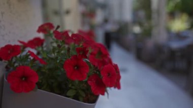 Bu canlı görüntü, güney İtalya 'da, Puglia' da kırmızı petunya çiçeklerinin açtığı, büyüleyici bir sokak dekorunu gösteren bulanık bir arka plan sergiliyor..