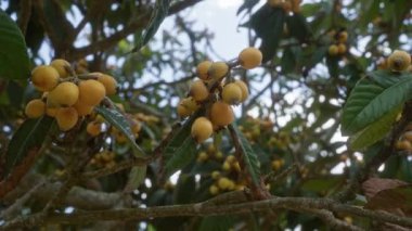 Puglia, İtalya 'da bir loquat ağacının yakın çekimi açık bir arka planda olgun sarı meyvelerini ve yemyeşil yapraklarını sergiliyor..