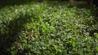 Canlı boxwood çalılarının yemyeşil yeşilliği sakin bir bahçede dolanıyor..