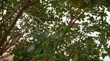 Ficus elastica yaprakları, Murcia 'da dallar, İspanya