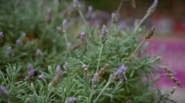 Lavandula stoechas 'a yakın çekim. Murcia, İspanya' da yaşayan, canlı mor çiçekleri sergileyen bir lavanta türü..