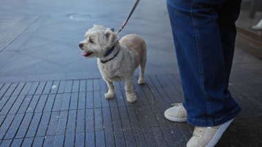 Kadın köpeğini şehir caddesinde gezdiriyor. Kotları ve ayakkabıları güneş ışığının altında görünüyor..