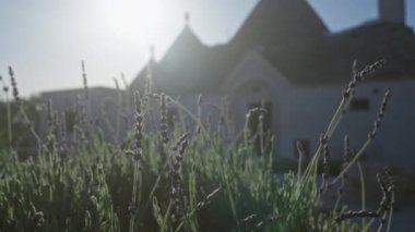 Ön planda, Alberobello, İtalya 'da güneşli geleneksel bir trullo evi olan lavanta bitkileri, Puglia' nın kırsal kesiminin dingin ve kırsal cazibesini vurguluyor..