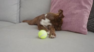 Modern bir evde rahat bir kanepede sevimli kahverengi köpek yavrusu, rahat yastıklara yaslanırken parlak sarı bir tenis topuyla oynuyor..