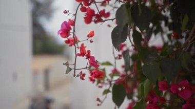 Canlı bougainvillea glabra çiçek açar. Serin, beyaz bir duvar zeminine renk katar..