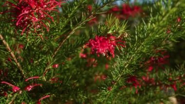 Güney İtalya 'da güneşli bir boğa kırsalında filizlenen ve biberiye olarak da bilinen narin ve dikenli Grevillea Rosmarinifolia' nın parlak kırmızı çiçekleri.