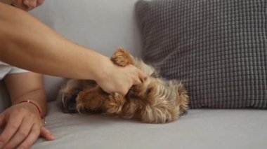 Sıcak bir evin içinde, kanepede köpeğiyle oynayan bir adam neşeli bir etkileşim ve bağ kurma anı gösteriyor..