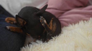 Bir chihuahua köpeği, bir oturma odasında rahat bir şekilde yerleşmiş, rahat bir ev hayatı sahnesi sergiliyor, evcil hayvanı nazikçe elinde tutan adamla..