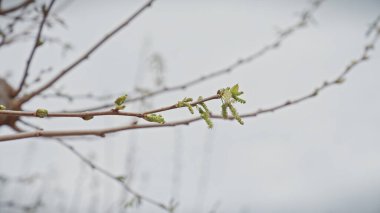 Murcia 'daki platanus Hispanica ağacının ilk bahar tomurcukları ve katkinleri İspanya' da mevsimsel değişimi yansıtır..