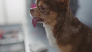 Dilini veteriner kliniğine uzatmış bir chihuahua profesyonel bir hayvan bakımında şirinlik ve ilgi karışımı sergiliyor..