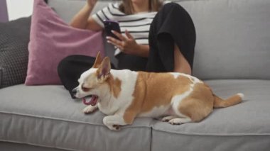 Genç bir kadın oturma odasında Chihuahua köpeğiyle bir kanepede dinleniyor..