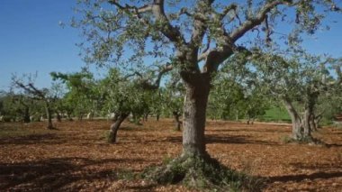 Puglia 'da güneşli bir İtalyan korusunda görkemli zeytin ağaçları Avrupa kırsalının doğal güzelliğini ve tarım mirasını gözler önüne seriyor..