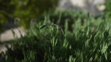 Puglia, İtalya 'da açık bir bahçede çiçek açan lavandula dentata ya da Fransız lavantası narin mor çiçeklerini ve yemyeşil yapraklarını renklendirir..