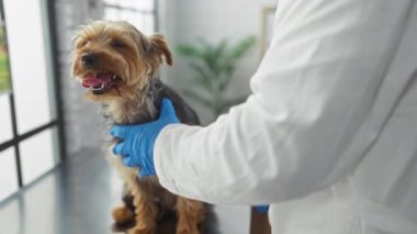 Mavi eldiven giyen bir veteriner modern bir veteriner kliniğinde küçük bir köpeği muayene ediyor..
